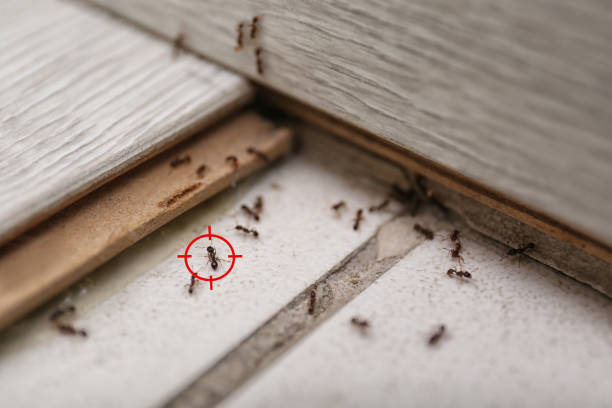 Best Wildlife Control Services  in Butler, MO